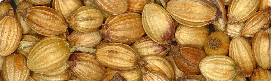Coriander Seeds, Exporters of Spices, Cumin Seeds, Fennel Seeds, Fenugreek Seeds, Turmeric Fingers