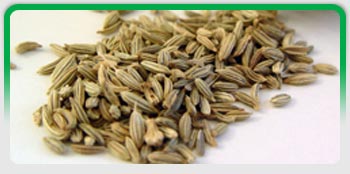 Fennel Seeds, Exporters of Spices, Cumin Seeds, Fennel Seeds, Fenugreek Seeds , Coriander Seeds, Turmeric Fingers