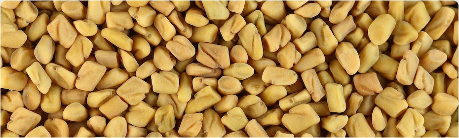 Fenugreek Seeds, Exporters of Spices, Cumin Seeds, Fennel Seeds, Coriander Seeds, Turmeric Fingers