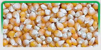 Maize / Yellow Corn, Exporters of Grains, Millet, Sorghum