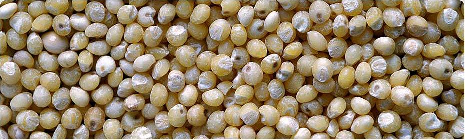 Millet, Exporters of Grains, Maize / Yellow Corn, Sorghum