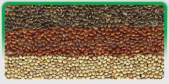 Millet, Exporters of Grains, Maize / Yellow Corn, Sorghum